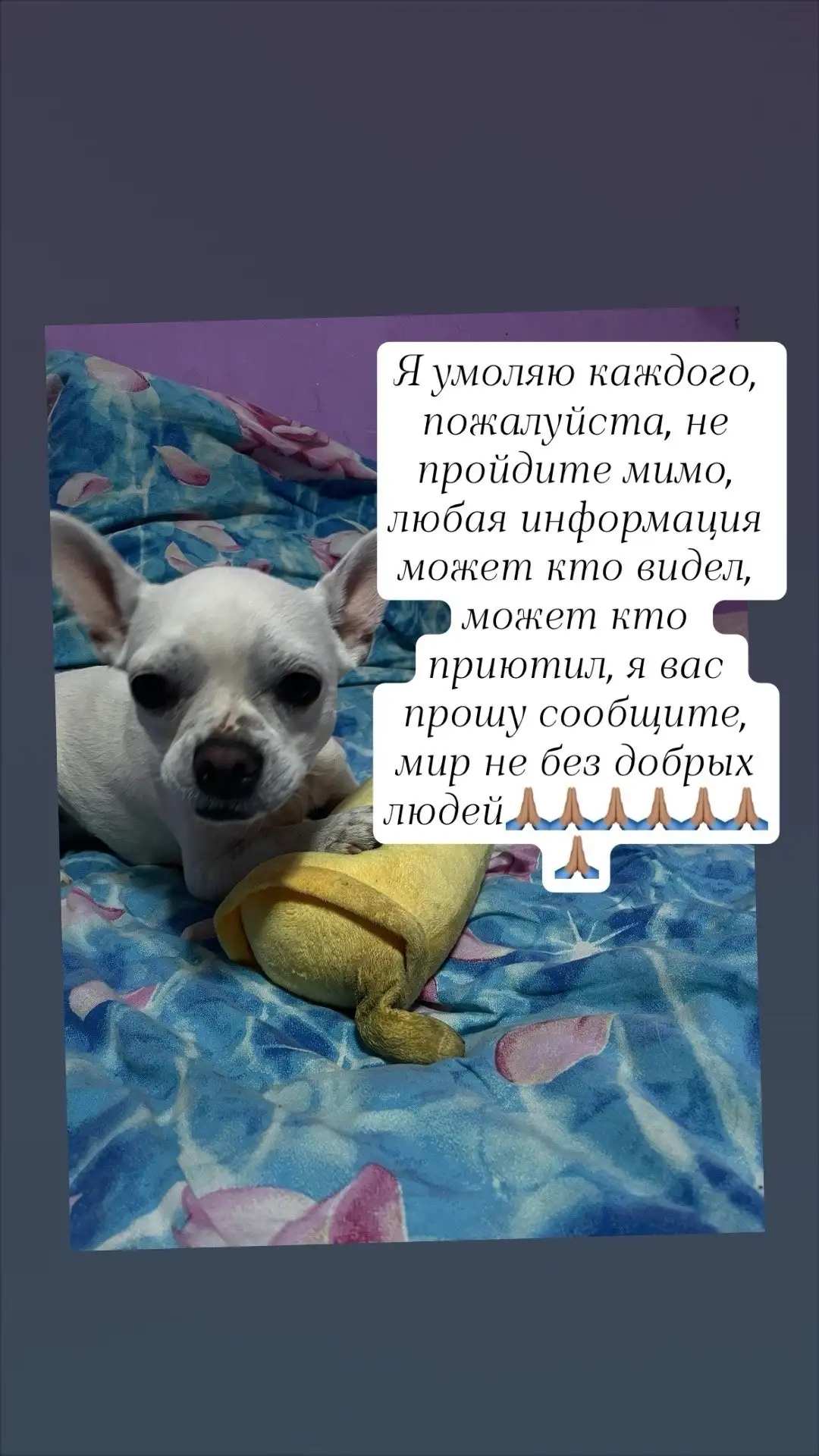 Потерялся щенок в розовом ошейнике - Животные в Иркутск