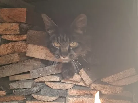 Найдена кошка в селе Максимовщина - Кошки в Максимовщина