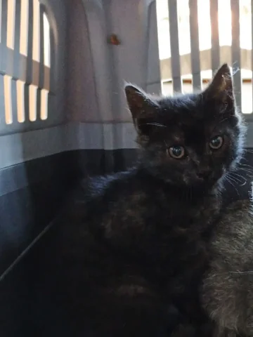 Котёнок на передержку - Животные в Иркутск