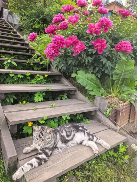Потерялся кот Барс, Иркутск - Животные в Иркутск