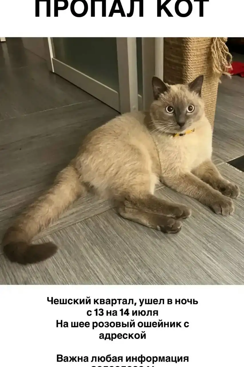 Пропала кошка - Кошки (Животные) в Иркутск