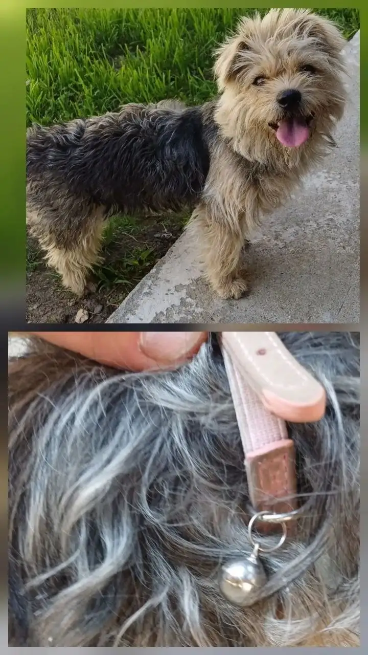 Потерялась собака в Ангарске - Потеряшки (Животные) в Ангарск