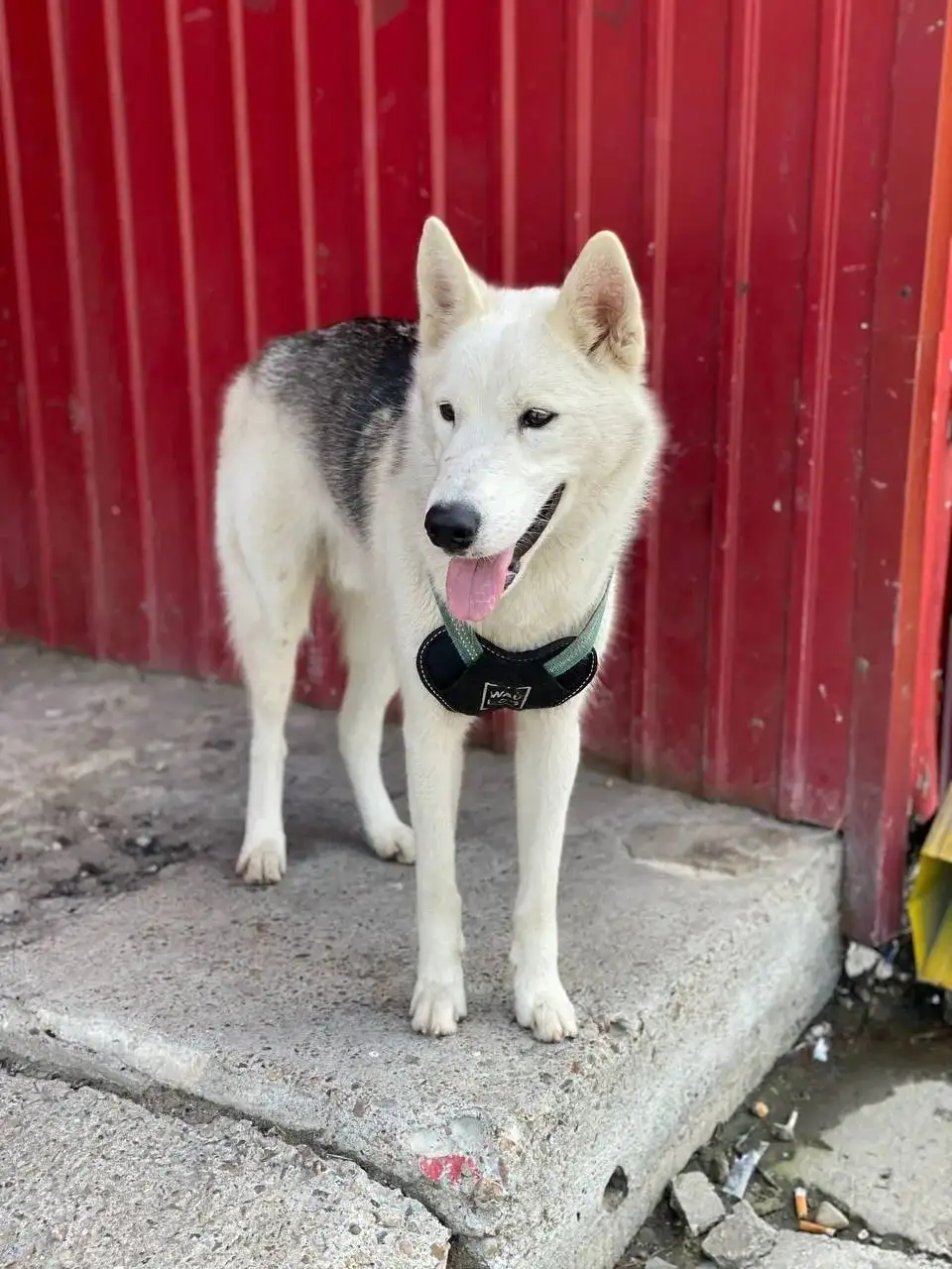 Потеряшка: молодой кобель в Иркутске - Потеряшки (Животные) в Иркутск