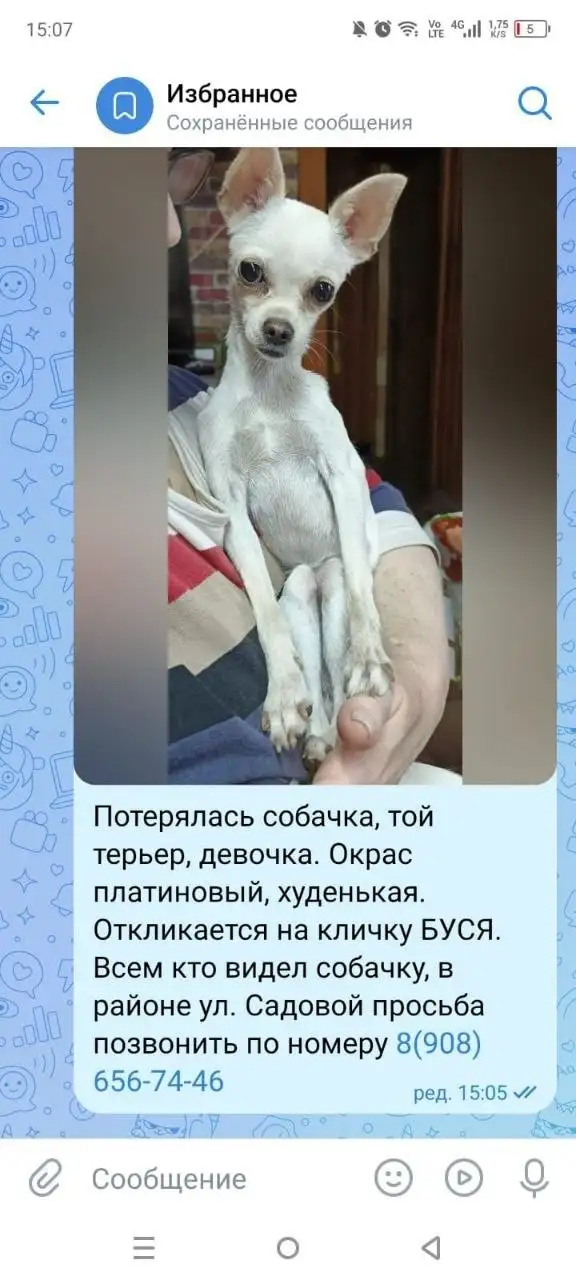 Потерялось животное в Хомутово - Потеря животного (Животные) в Неизвестно