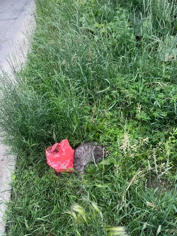Сбили кота на Дальневосточной, хозяин нужен - Животные в Иркутск