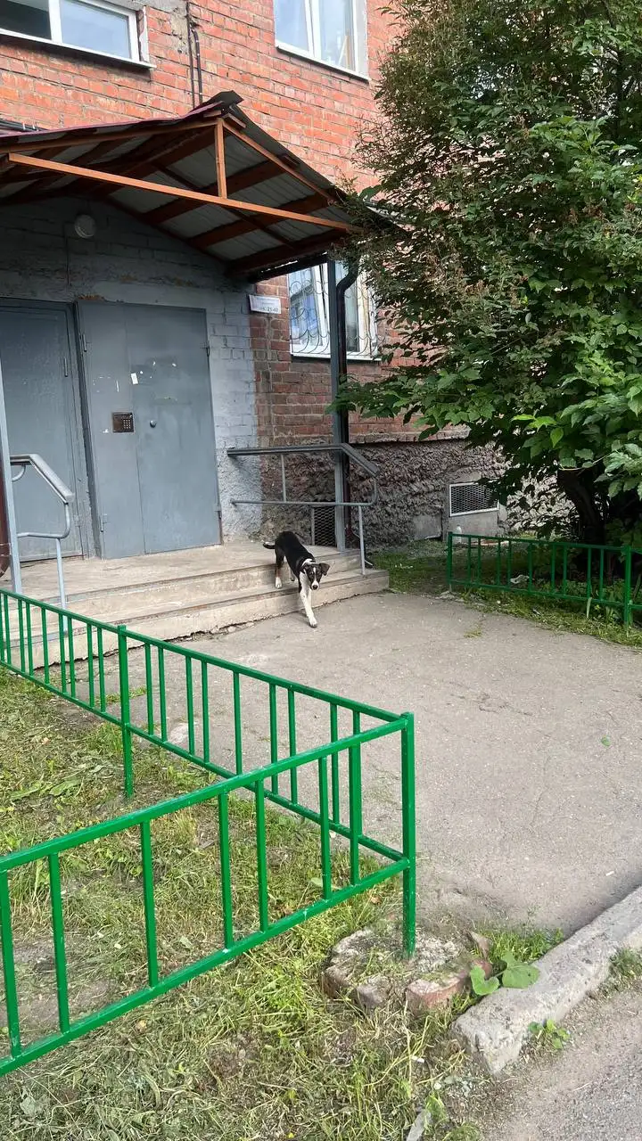 Потерялось животное на Карла Либкнехта - Животные в Иркутск
