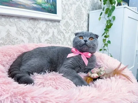 Срочная передержка для британской кошки - Кошки в Иркутск