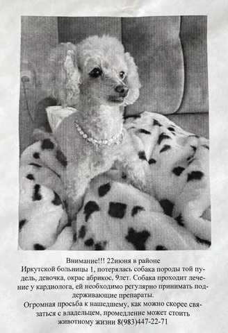 потеряшка животное - Животные в Иркутск