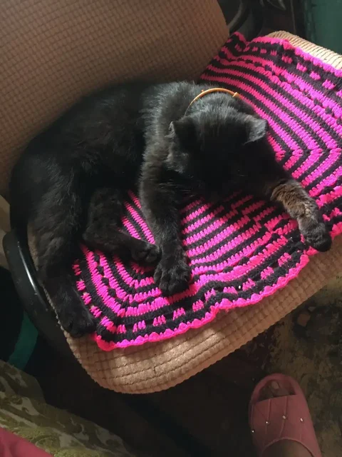 Потерянный кот, Иркутск - Животные в Иркутск