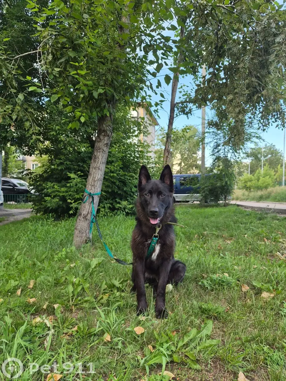 Потерялась собака в Новоленино - Потеряшки (Животные) в Иркутск