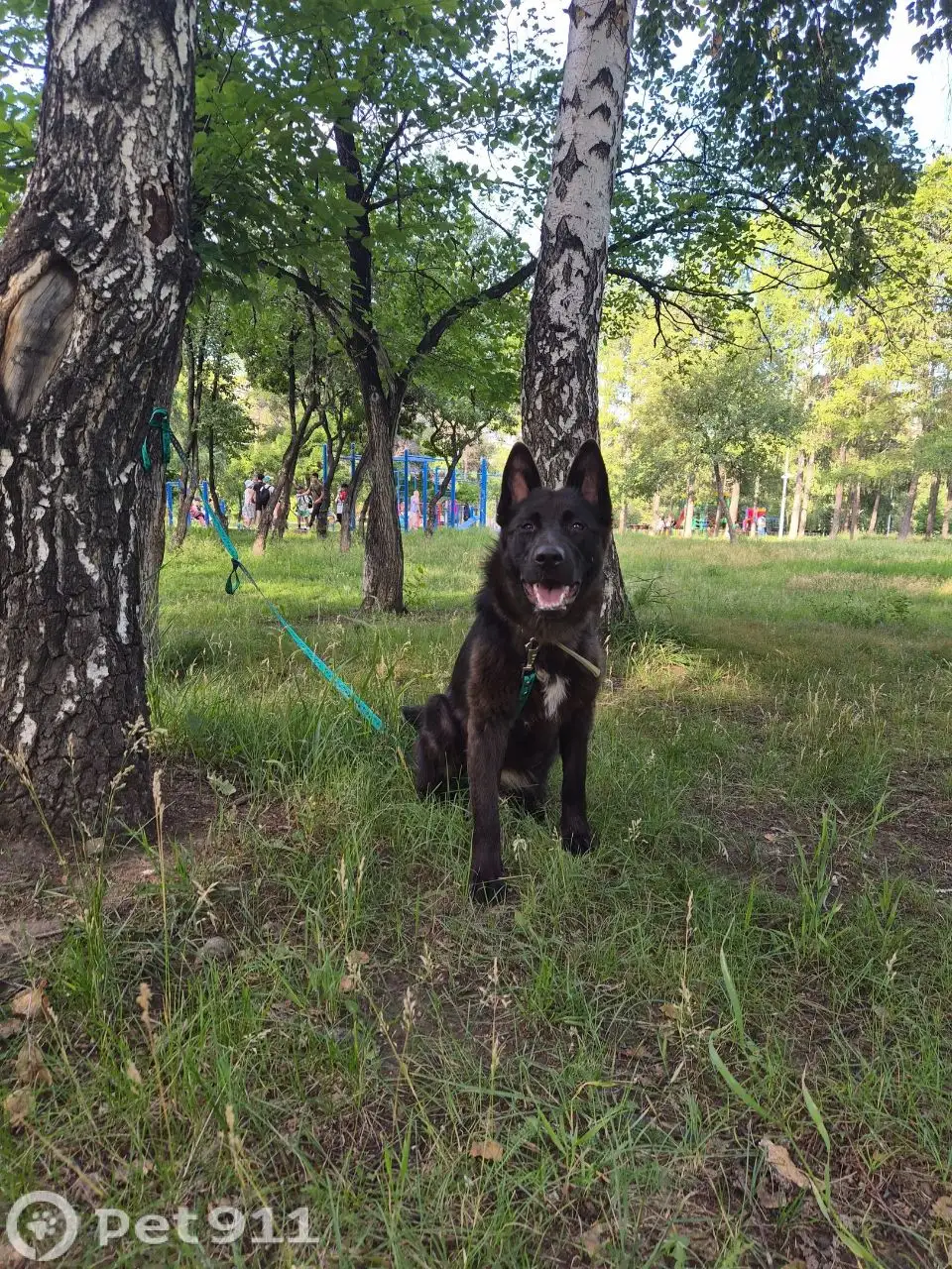 Потерялась собака в Новоленино - Потеряшки (Животные) в Иркутск