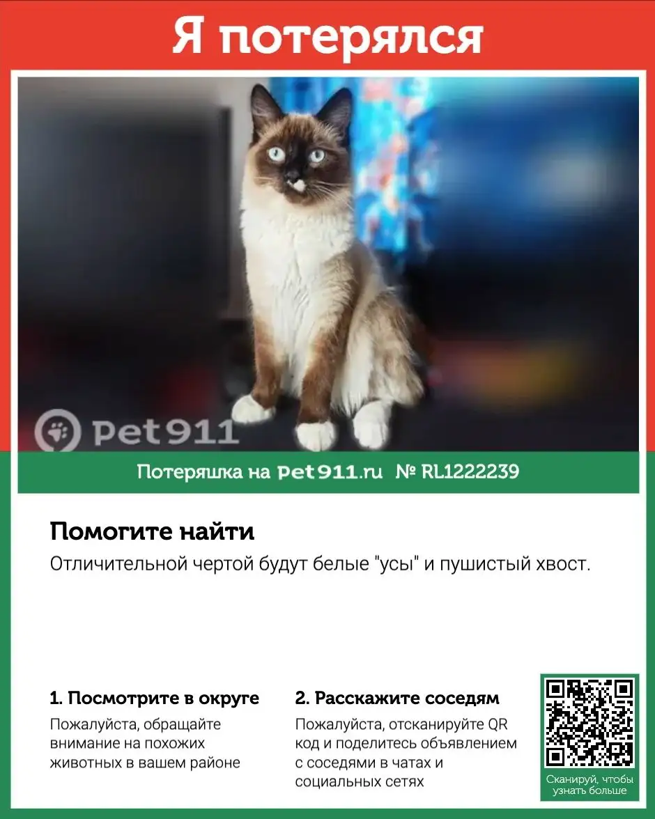 Пропал кот - Животные в Иркутск