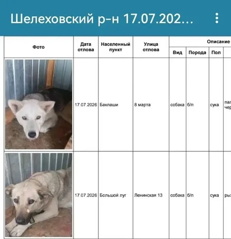 Потерянные собаки - хозяева, отзовитесь! - частное объявление в Усолье