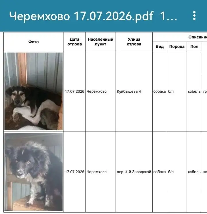 Бесплатно отдают собак из приюта в Черемхово - Собаки (Животные) в Черемхово