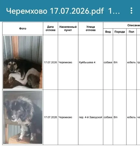 Бесплатно отдают собак из приюта в Черемхово - Поиск хозяев для потерянных животных в Черемхово