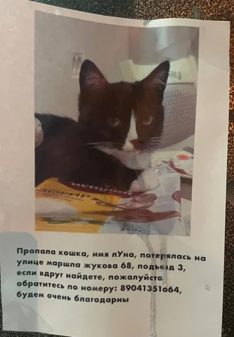Пропала кошка Луна - Кошки в Иркутск