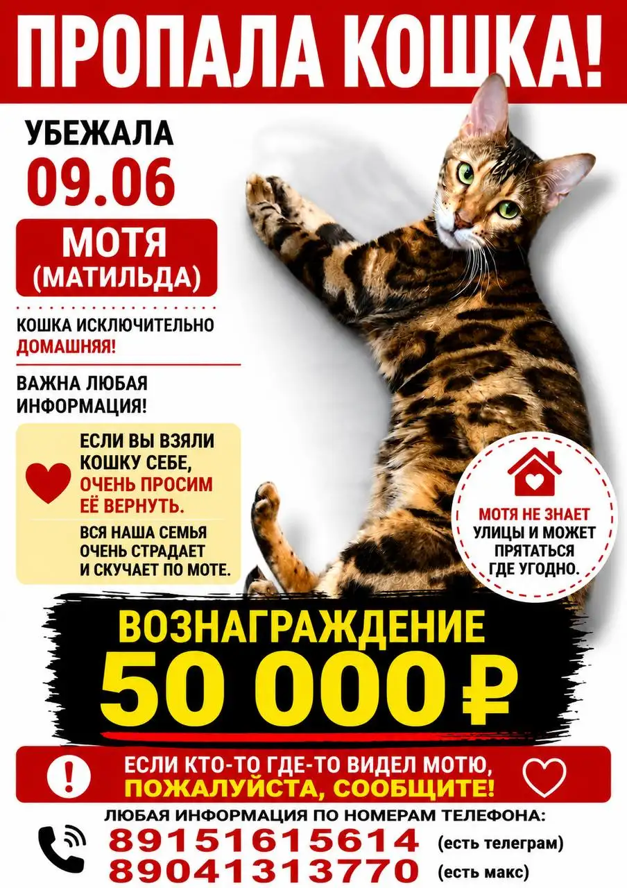 Помогите вернуть кошку Мотю - Кошки (Животные) в Маркова