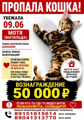 Помогите вернуть кошку Мотю - частное объявление в Маркова