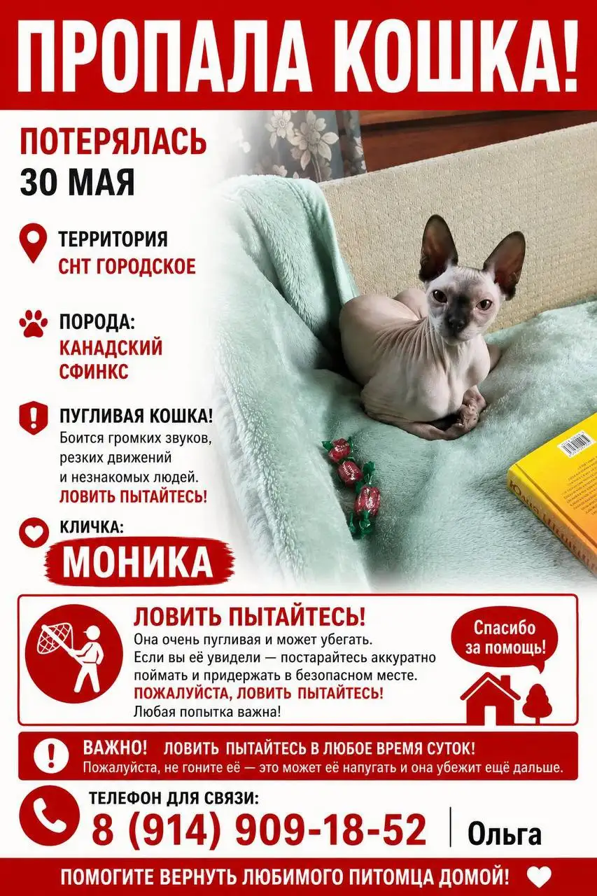 Потеряшка: кошка, Иркутск - Потеряшки (Животные) в Иркутск