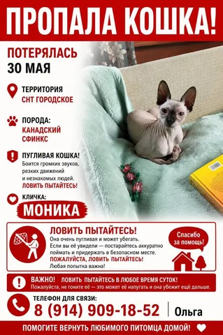 Потеряшка: кошка, Иркутск - Животные в Иркутск