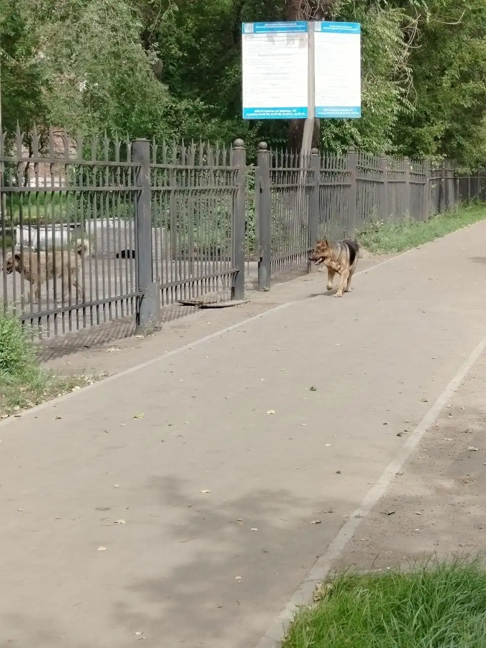 Потеряшка: найден пес в районе Зимней 1 - Потеряшки (Животные) в Иркутск