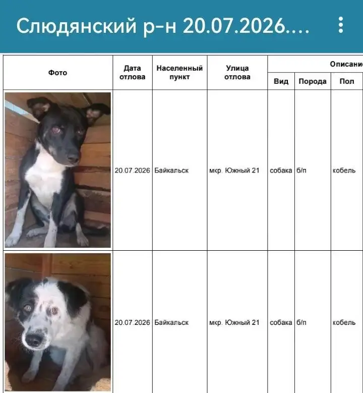 Потерянные собаки в Слюдянке и Байкальске - Потеряшки (Животные) в Слюдянка