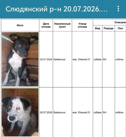 Потерянные собаки в Слюдянке и Байкальске - частное объявление в Слюдянка