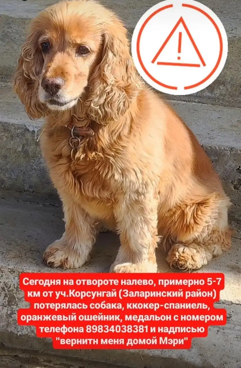 Потерялась собака рыжий коккер спаниель - Потеряшки (Животные) в Заларинский район