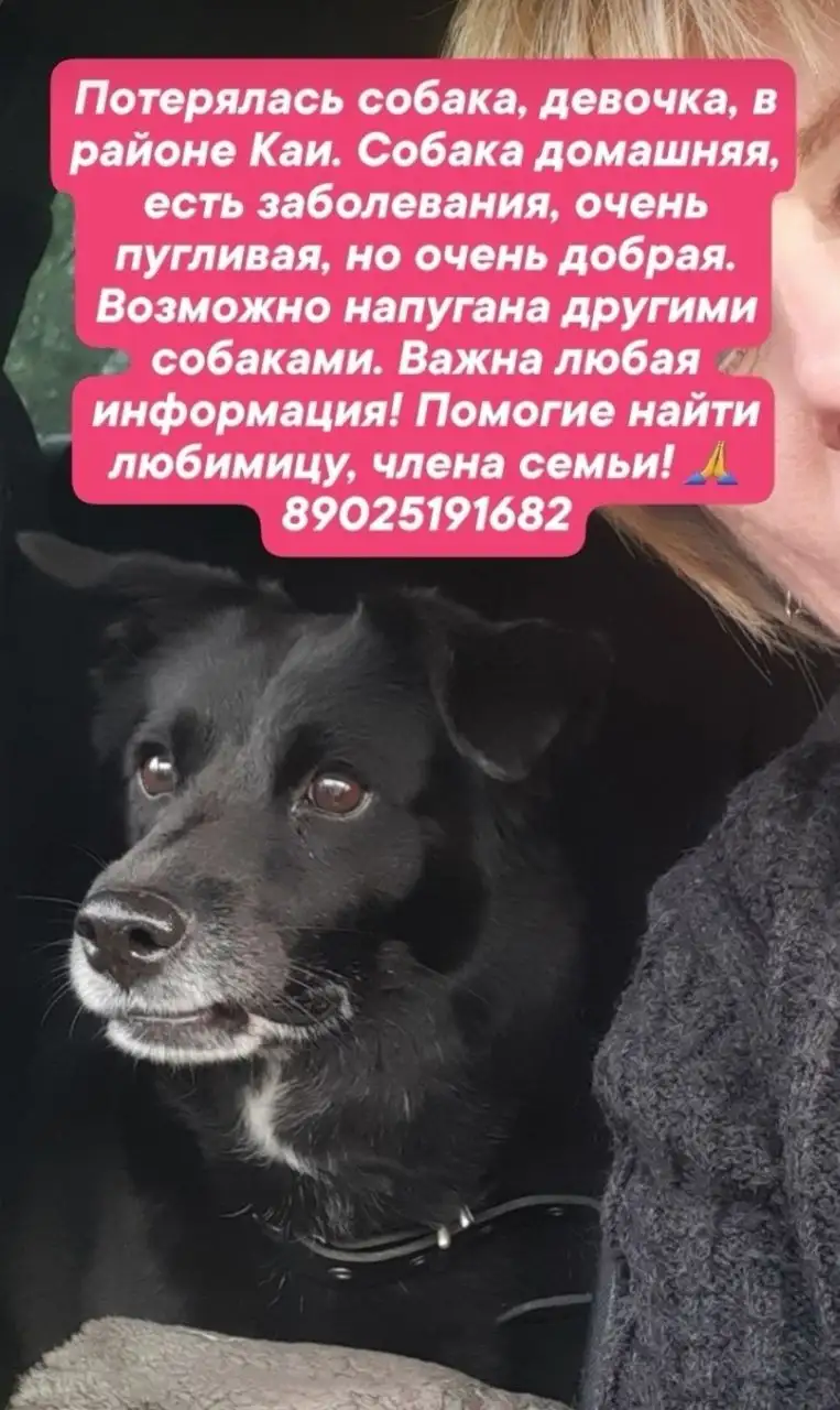 Помогите найти пропавшую собаку Герду - Животные в Неизвестно