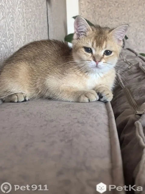 Потерялся кот Шотландец - Котята и щенки в Урик