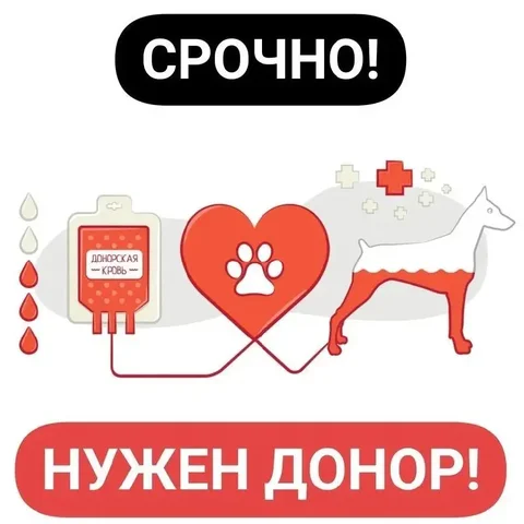 Срочно требуется донор для кота - частное объявление в Иркутск