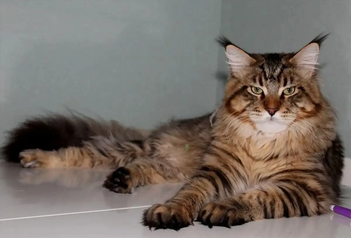 Потерялся кот, коротко стриженый, район д.Коты у с.Оёк - Барахолка в Неизвестно