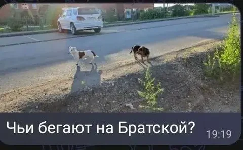 Потеряшка в Хомутово - Поиск хозяев для потерянных животных в Хомутово