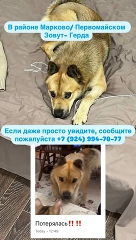 Потерялась собака в Марково - частное объявление в Марково