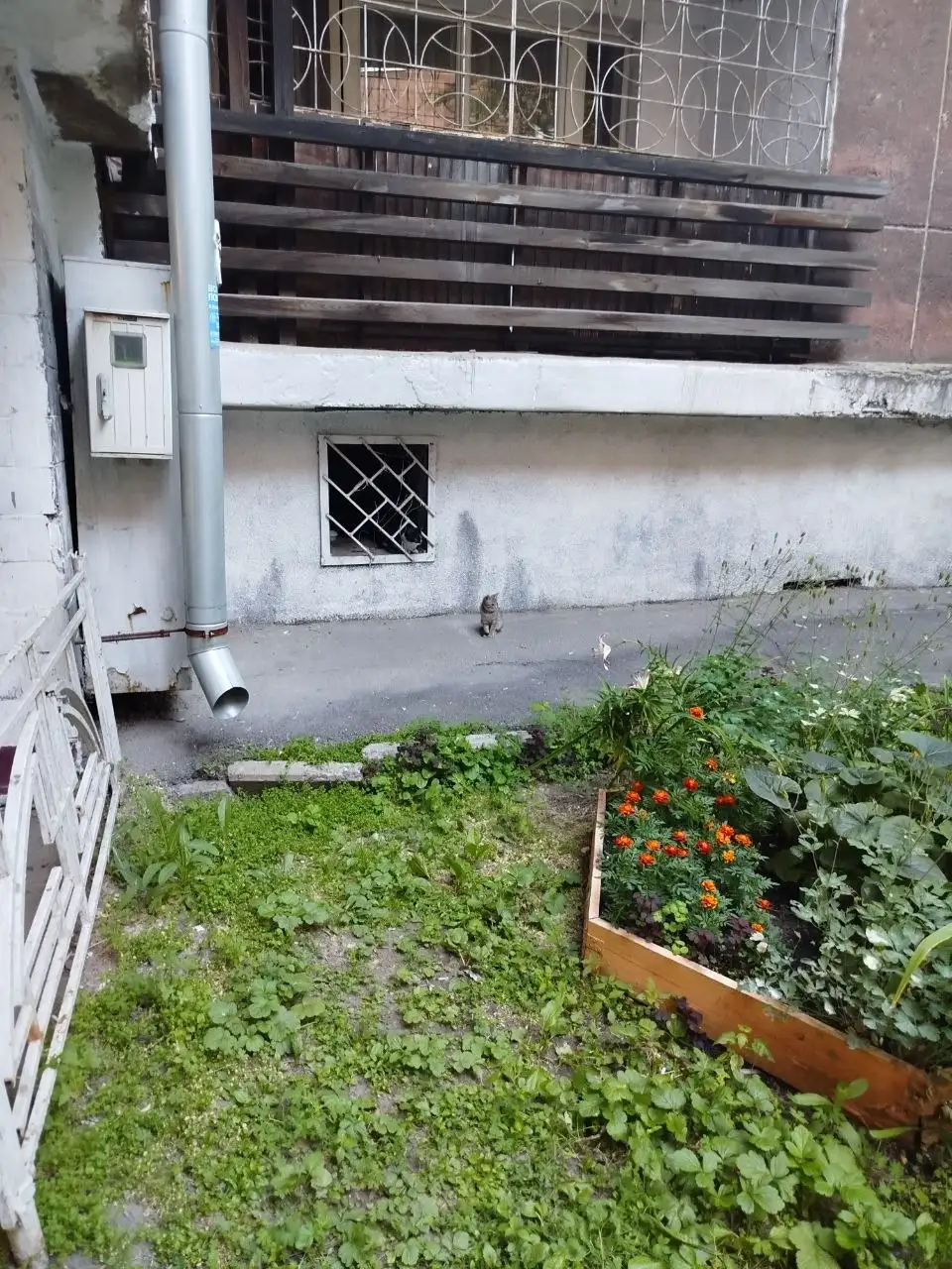 Помогите пристроить котёнка и кошку - Бесплатные животные (Животные) в Иркутск