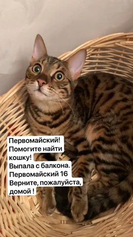 Пропала кошка, Первомайский микрорайон - частное объявление в Иркутск