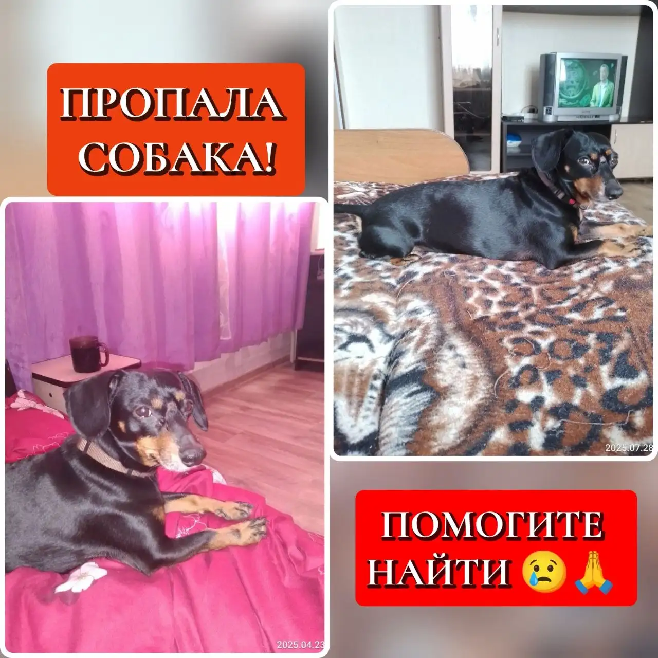 Пропала собака Бадик в Иркутске - Животные в Иркутск