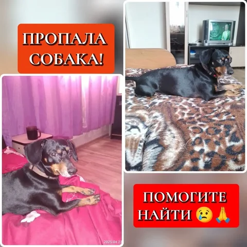 Пропала собака Бадик в Иркутске - Потеряшка в Иркутск