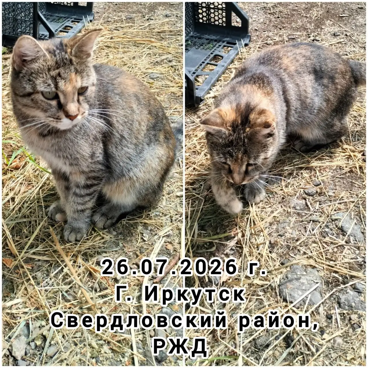 Найден кот - Потеряшки (Животные) в Иркутск