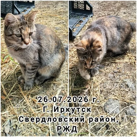 Найден кот - Потеряшка в Иркутск