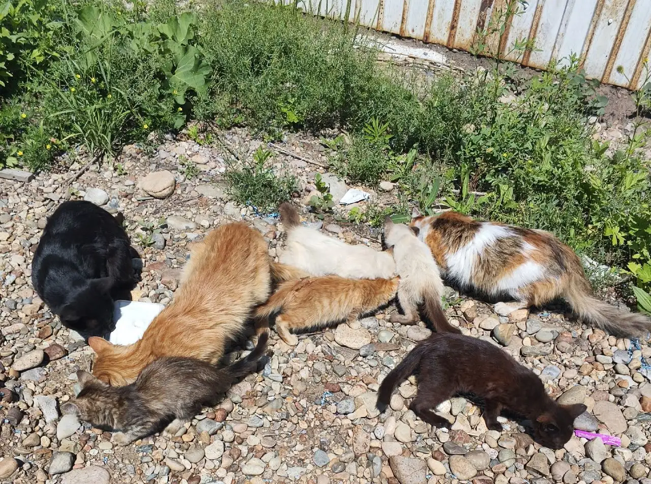 Котята и кошки требуют помощи - Кошки (Животные) в Иркутск