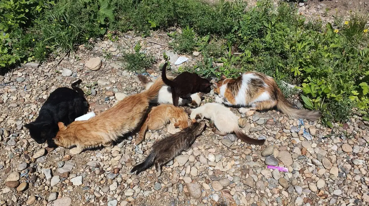 Котята и кошки требуют помощи - Кошки (Животные) в Иркутск
