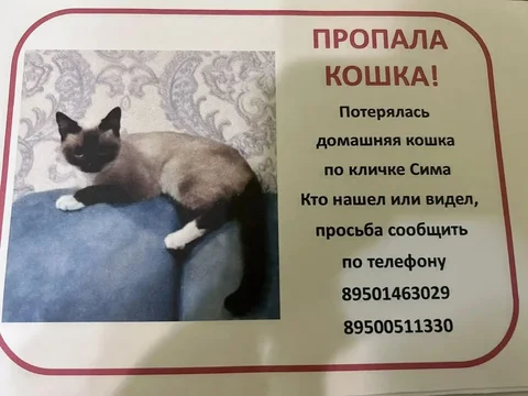 Потерялась кошка в районе улицы Донской - Потеряшка в Иркутск