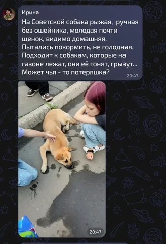 Животное, Россия, Кошки, Даром - Потеряшка в Иркутск