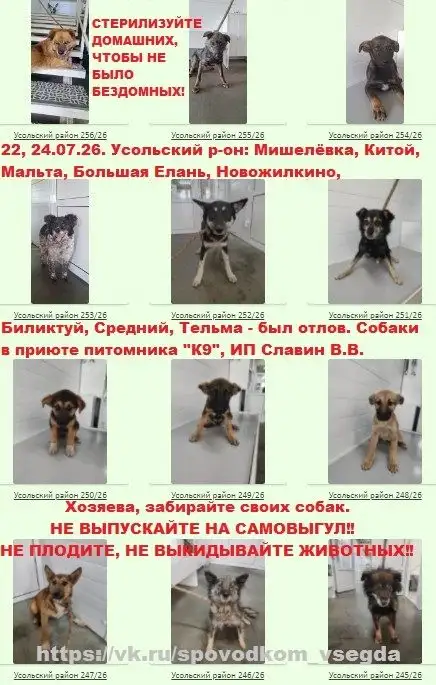 Отлов собак в Усольском районе - хозяева, заберите своих питомцев - Потеряшки (Животные) в Иркутск
