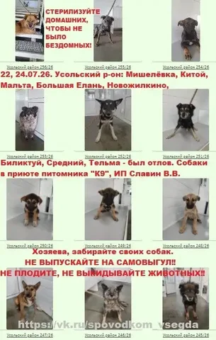 Отлов собак в Усольском районе - хозяева, заберите своих питомцев - Потеряшка в Иркутск
