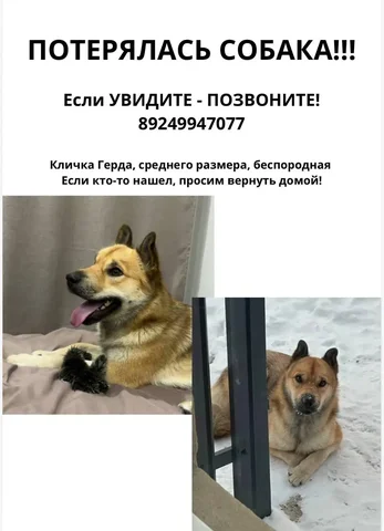 Потерялась собака в Иркутске - Потеряшка в Иркутск