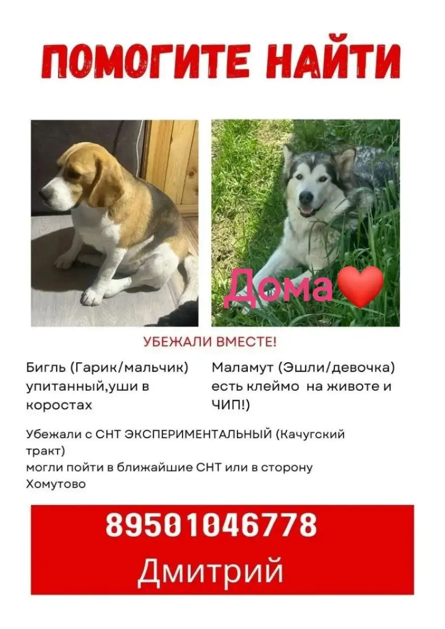 Потерян бигль в Иркутске - Потеряшки (Животные) в Иркутск