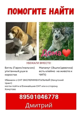 Потерян бигль в Иркутске - Потеряшка в Иркутск