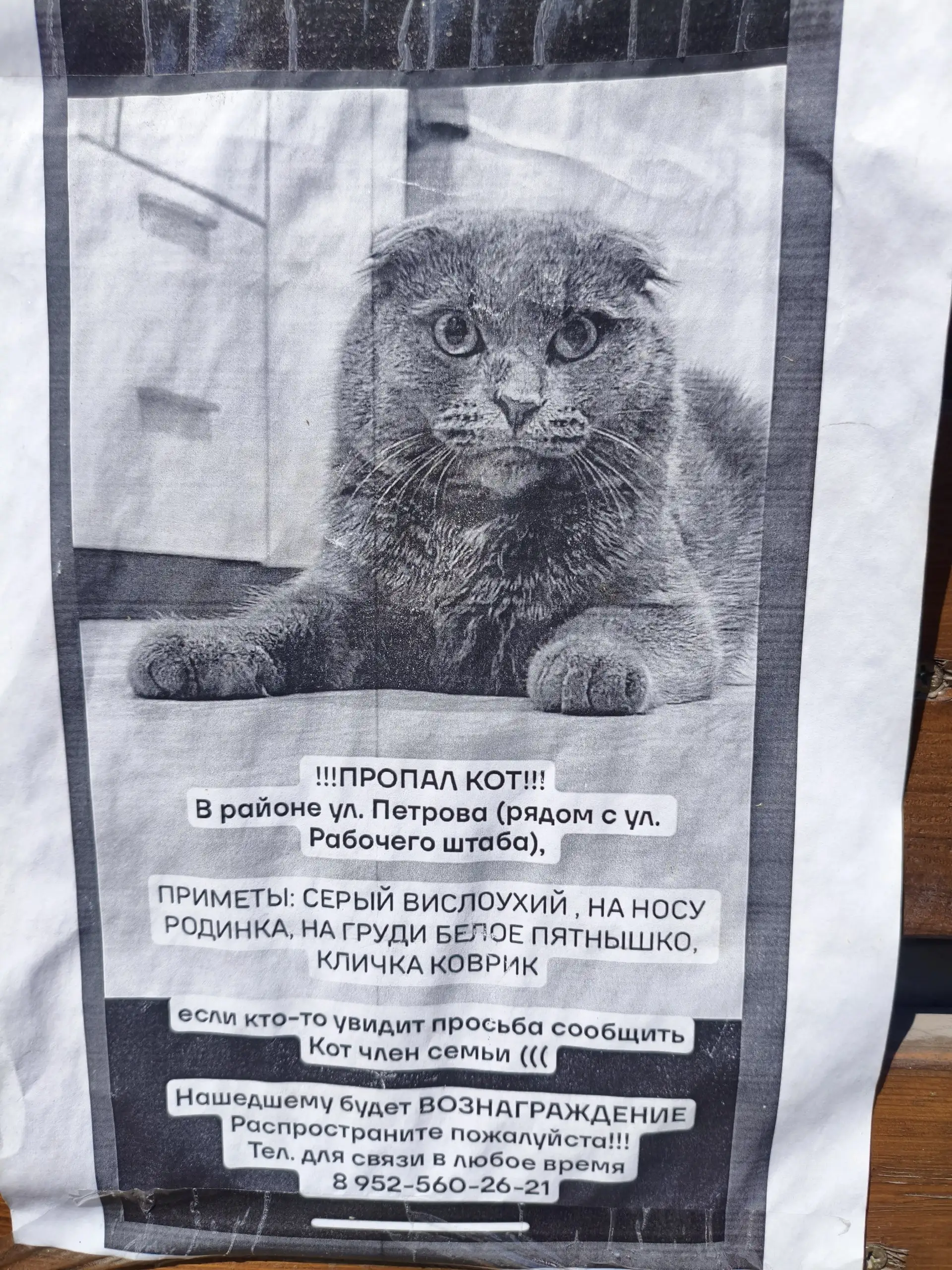 Потерялся кот Коврик - Потеряшки (Животные) в Иркутск